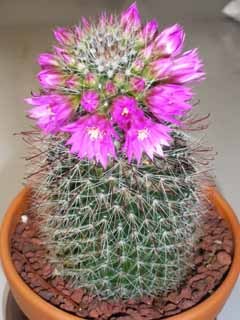 サボテン花20100518.jpg